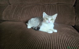 Británico de Pelo Corto gatos en adopcion: Gatcot.com - Imagen 2