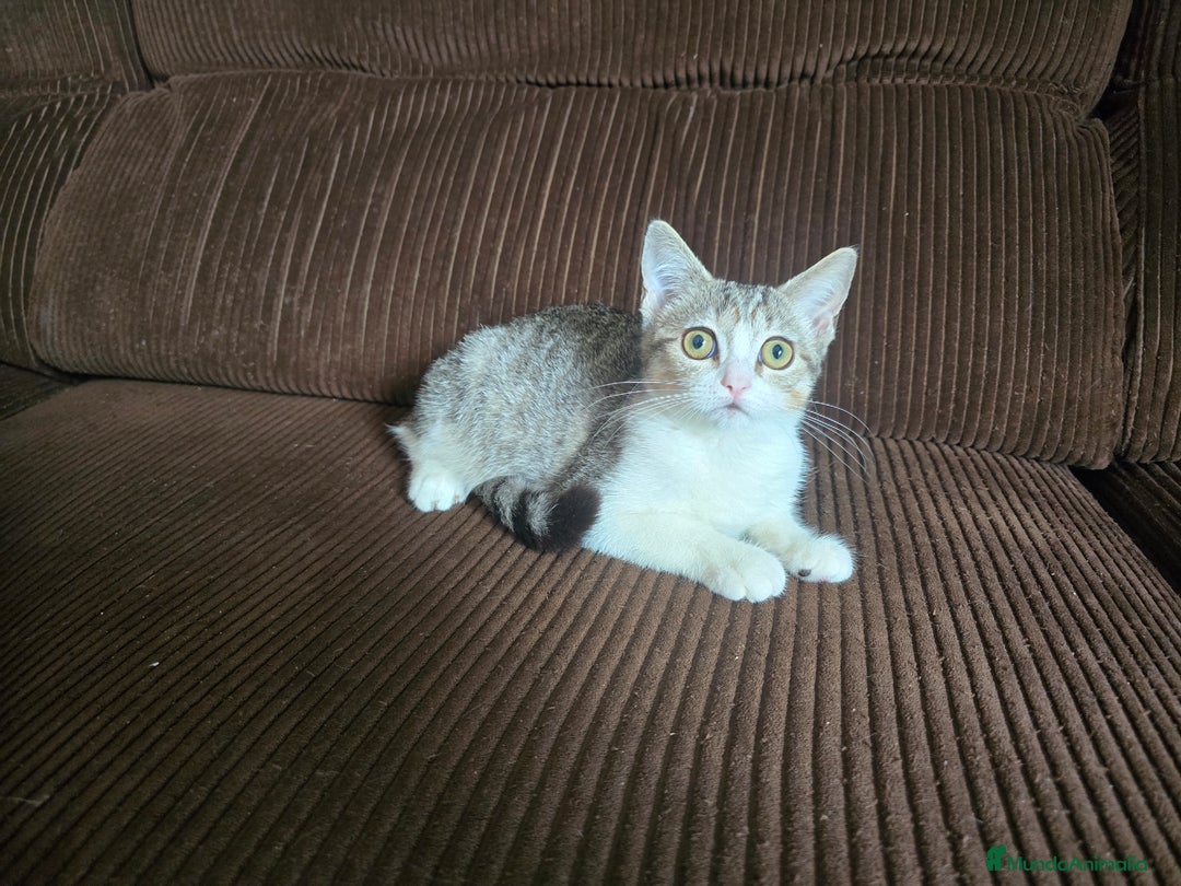 Británico de Pelo Corto gatos en adopcion: Gatcot.com - Imagen 2