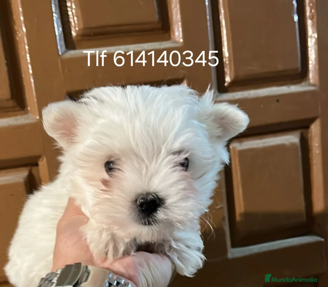 Bichón Maltés perros en venta: Excelente cachorros bichon maltes  - Anuncio 1