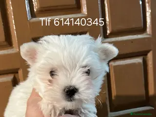 Bichón Maltés perros Excelente cachorros bichon maltes - Anuncio 1