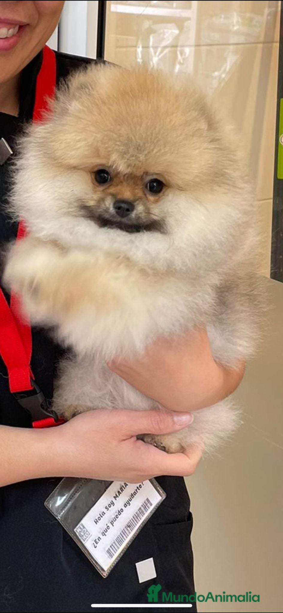 Pomerania perros LOS MEJORES POMERANIAS  en Málaga - Anuncio 2