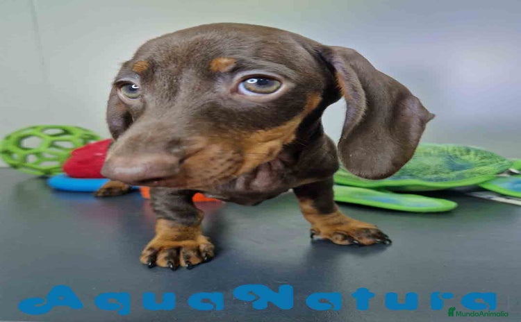 Teckel Miniatura perros - Anuncio 1