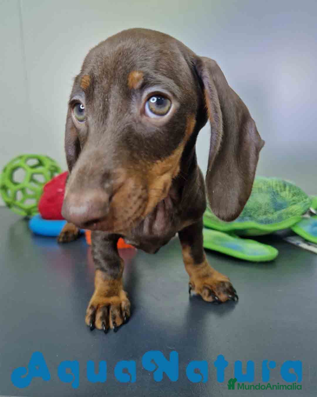 Teckel Miniatura perros en venta: Teckel Hembra DCD 5778 AQUANATURA - Imagen 1