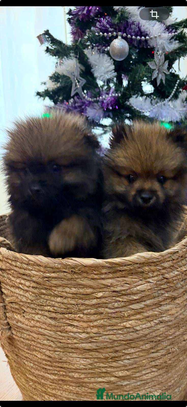 Pomerania perros Pomerania toy - Anuncio 2