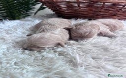 Maltipoo perros en venta: MALTIPOO  - Anuncio 2