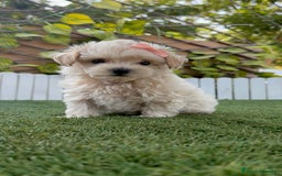 Maltipoo perros en venta: MALTIPOO MACHO - Imagen 15