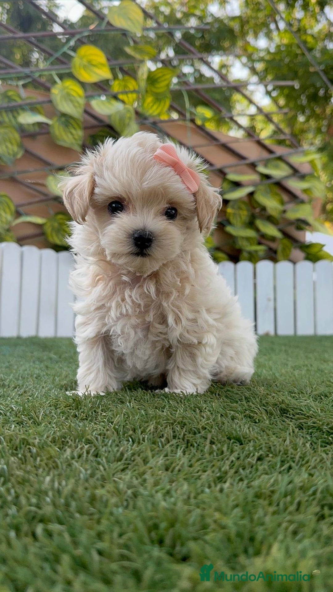 Maltipoo perros en venta: MALTIPOO MACHO - Imagen 15