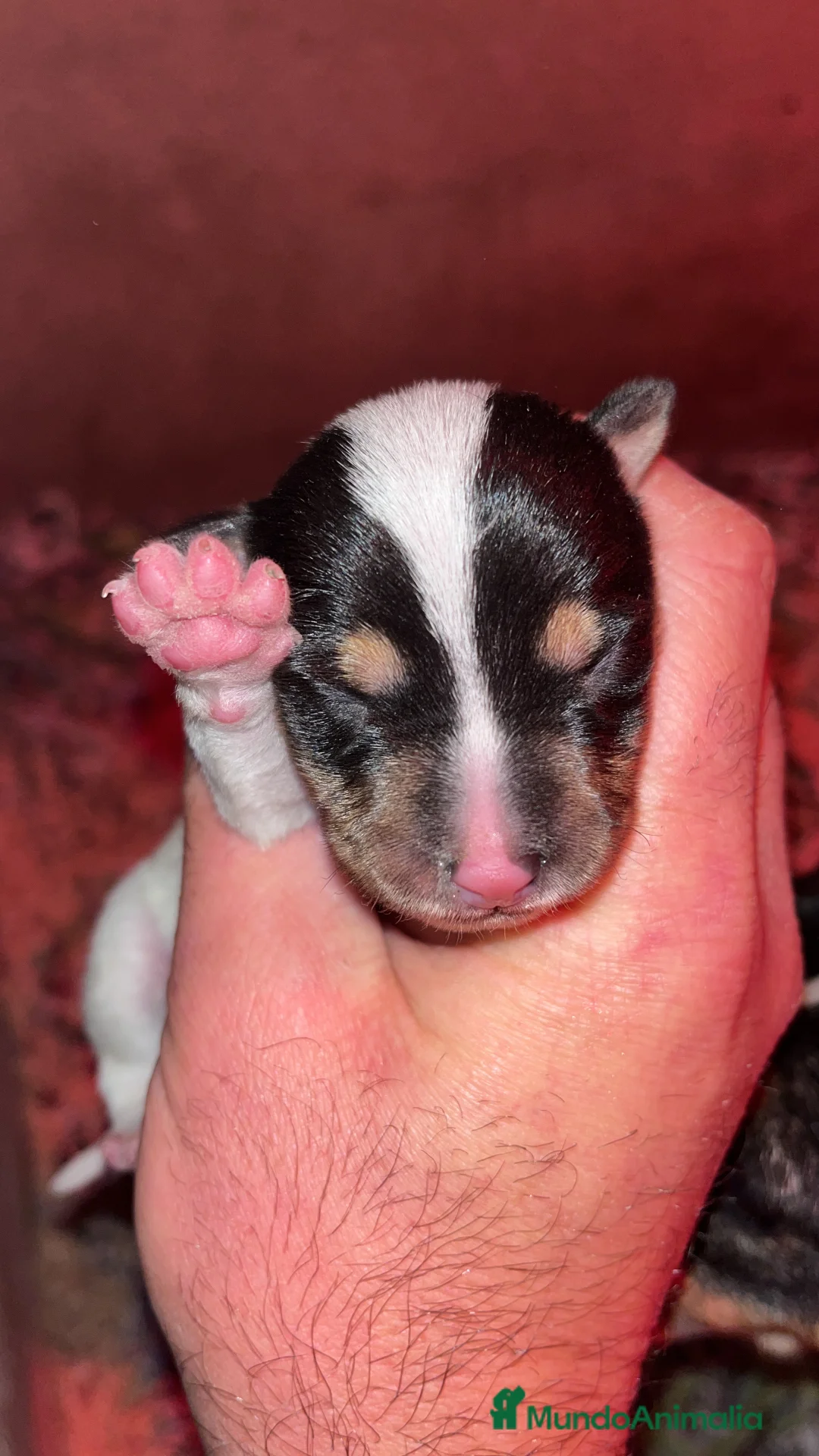 Ratonero Bodeguero Andaluz perros en venta: Ratonero bodeguero andaluz  - Anuncio 3