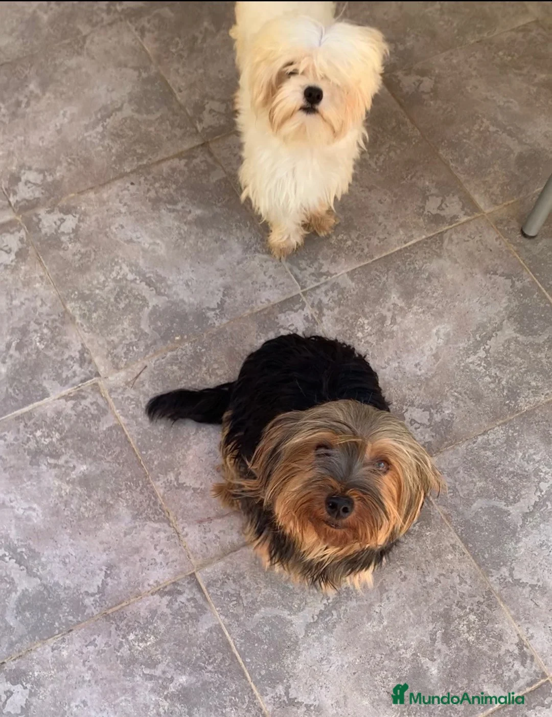 Morkie perros en venta: Cachorros Morkie en Valencia - Anuncio 4