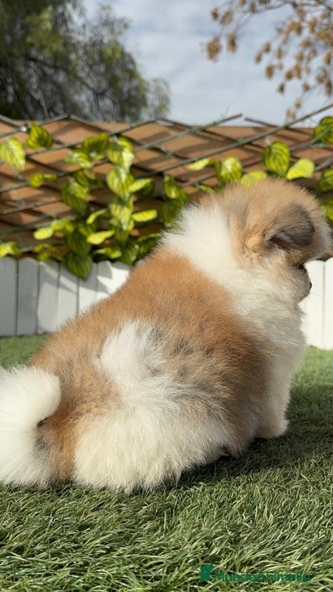Pomerania perros en venta: POMERANIA HEMBRA - Anuncio 21