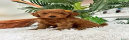 Caniche Toy perros en venta: CANCIHE ROJO - Anuncio 31