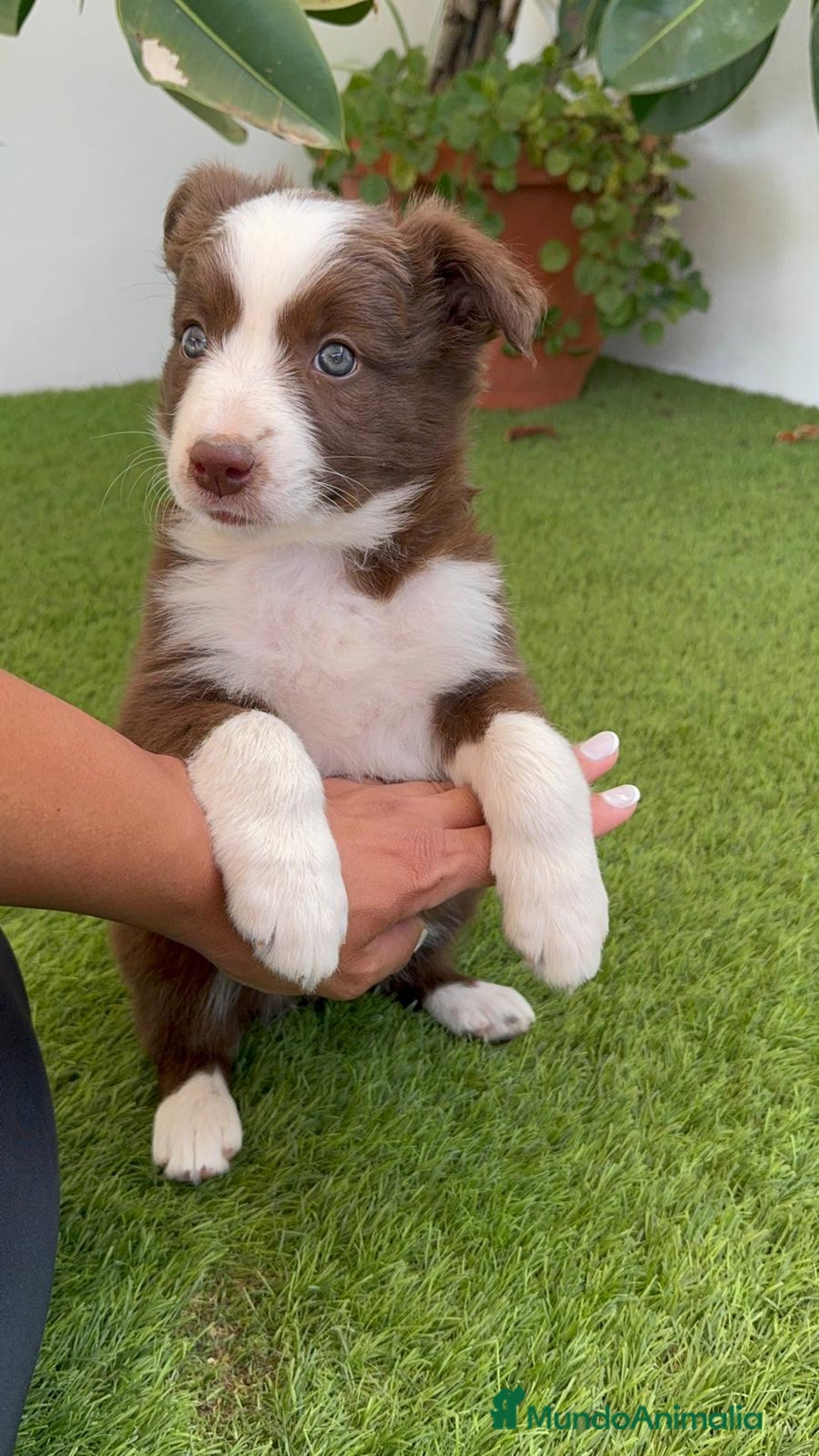 Border Collie perros en venta: BORDER COLLIE HEMBRA  - Imagen 11