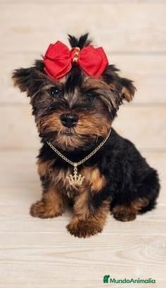 Yorkshire Terrier perros Yorkshire - Anuncio 1