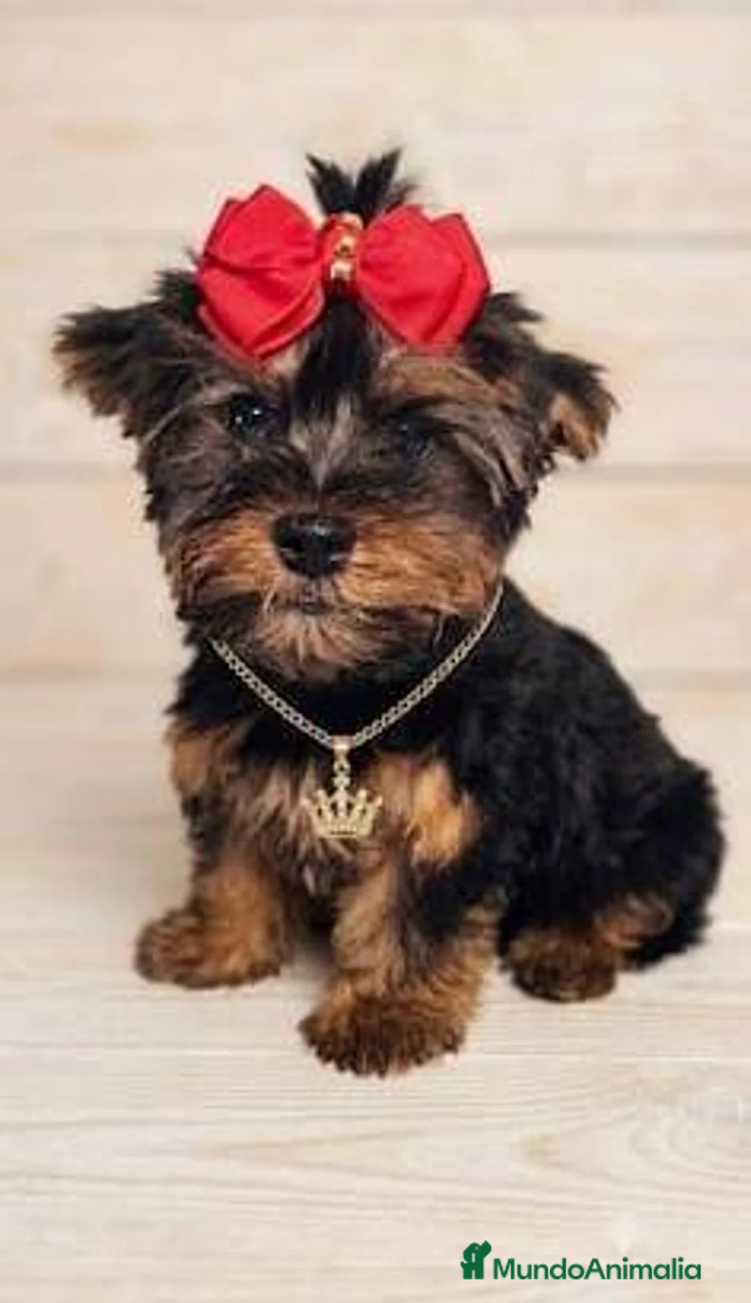 Yorkshire Terrier perros en venta: Yorkshire - Anuncio 1
