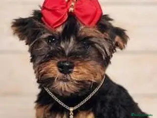 Yorkshire Terrier perros Yorkshire - Anuncio 1