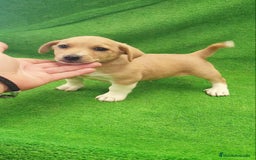 Raza Mixta perros en venta: Jack Russell  - Imagen 2