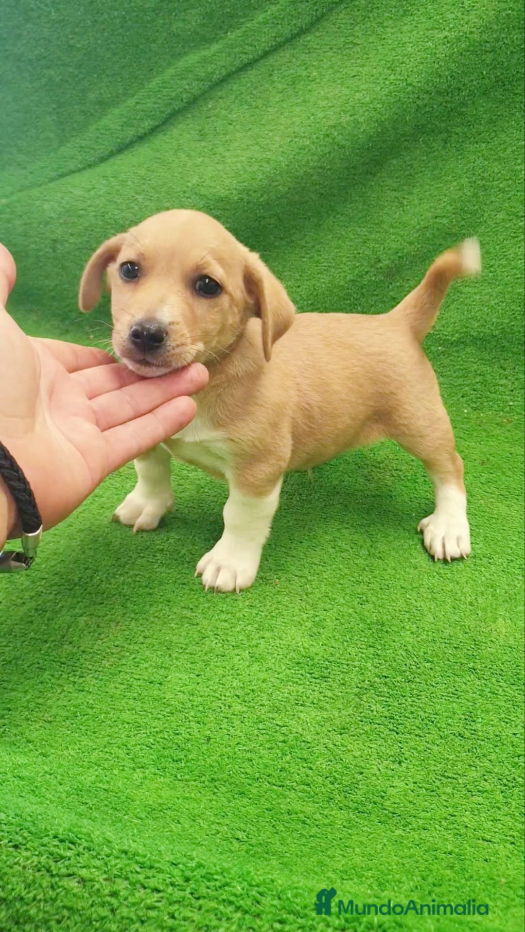 Raza Mixta perros en venta: Jack Russell  - Imagen 2