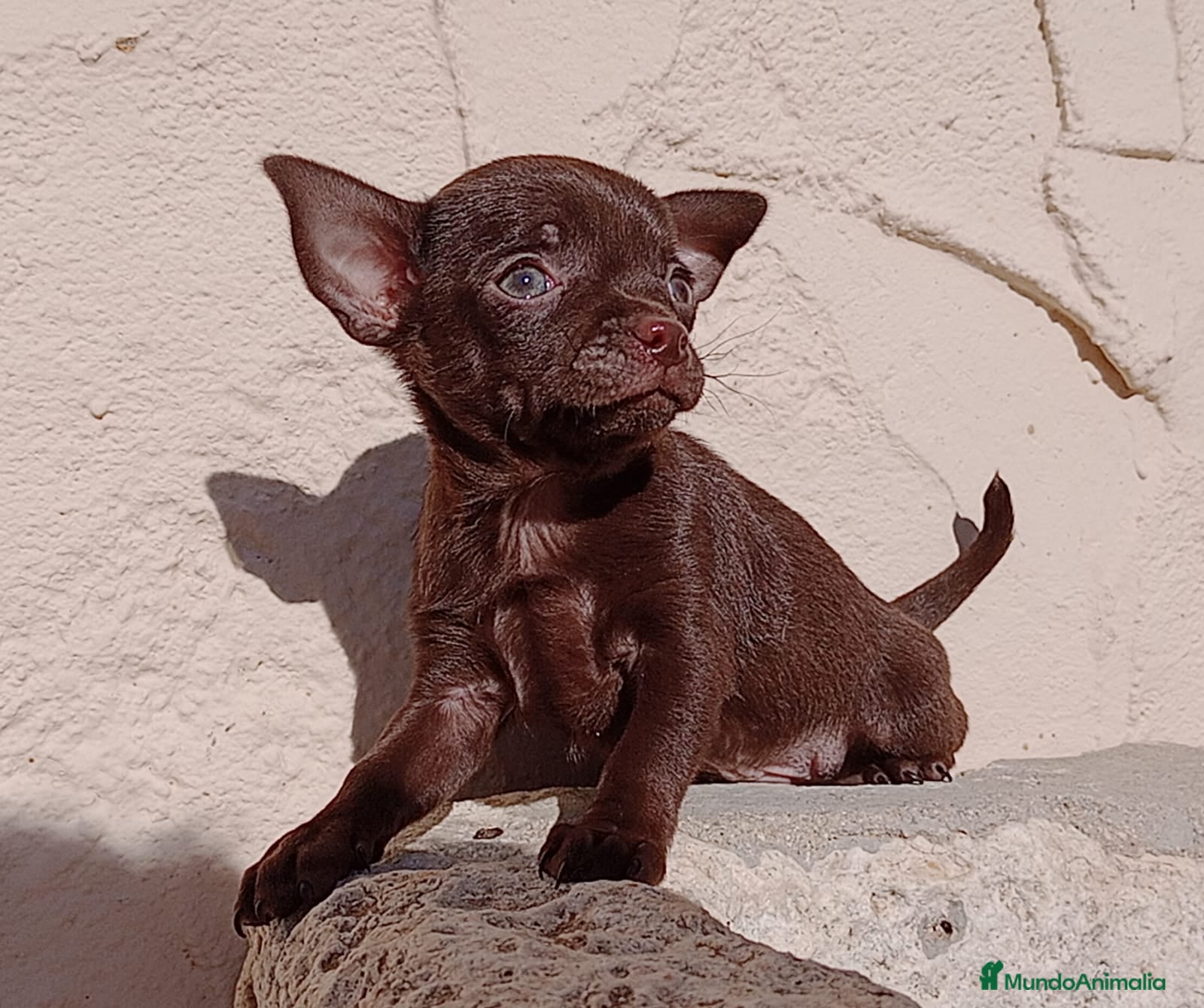 Chihuahua perros Chihuahua  - Anuncio 8