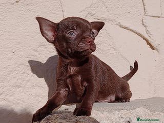 Chihuahua perros Chihuahua - Anuncio 13
