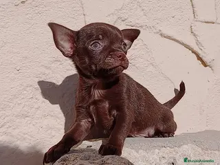 Chihuahua perros Chihuahua - Anuncio 34