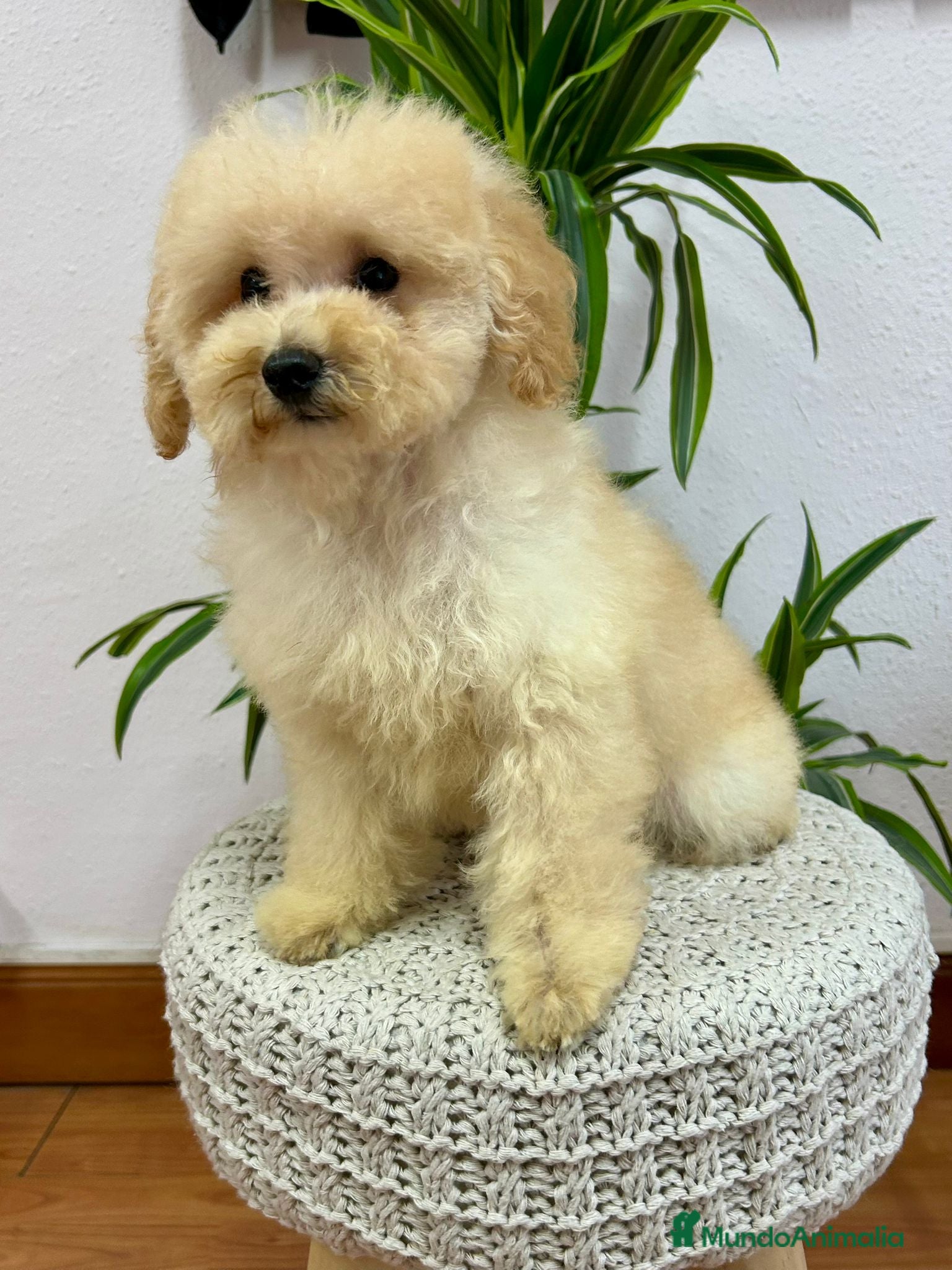 Caniche Enano perros Caniche - Anuncio 15