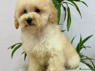 Caniche Enano perros Caniche - Anuncio 1