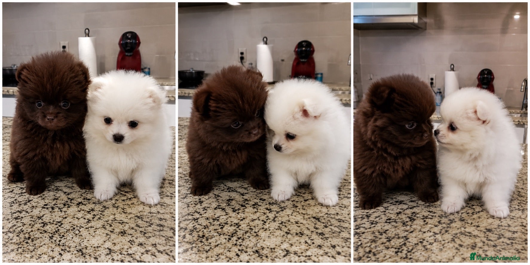 Pomerania perros POMERANIA TODA ESPAÑA  - Anuncio 1