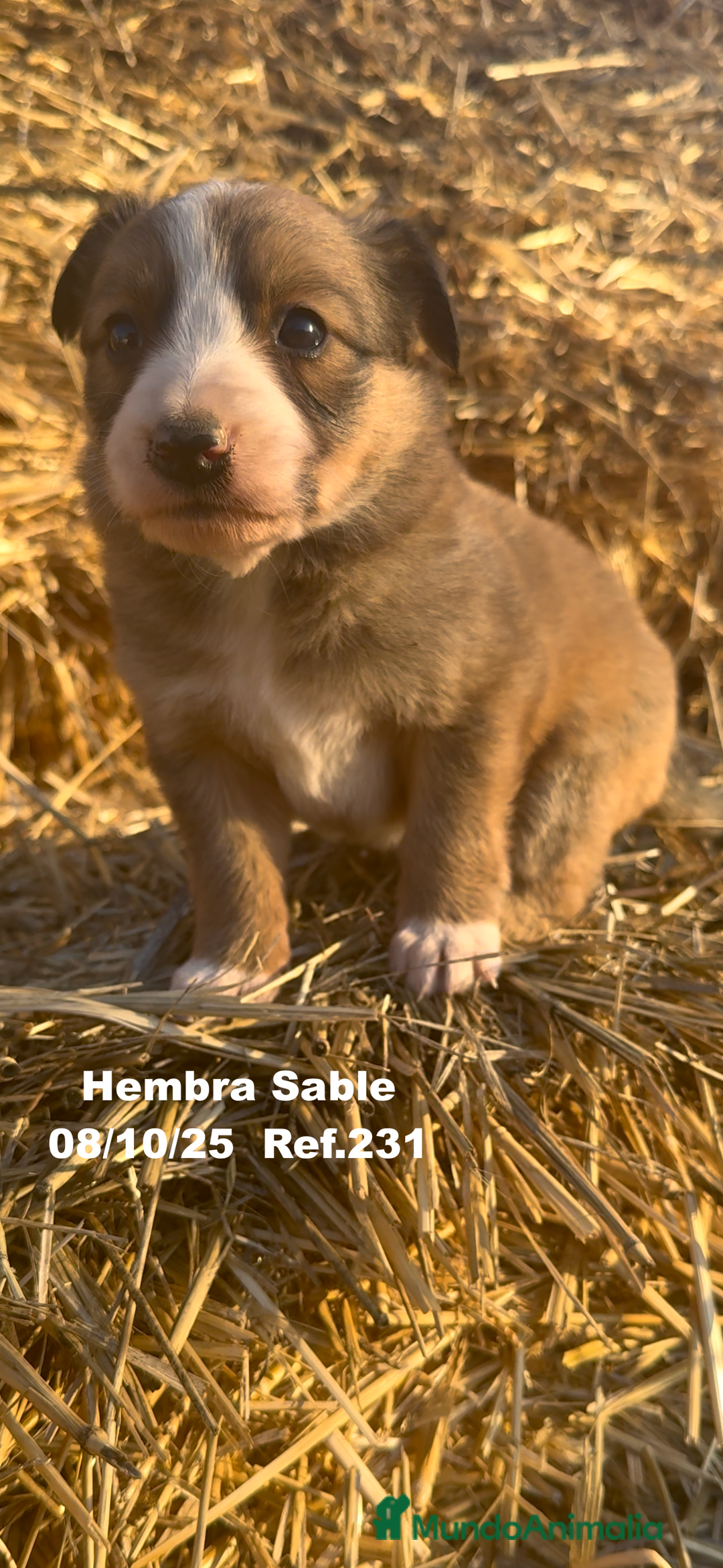 Border Collie perros en venta: BORDER COLLIE Sable Merle - Imagen 18