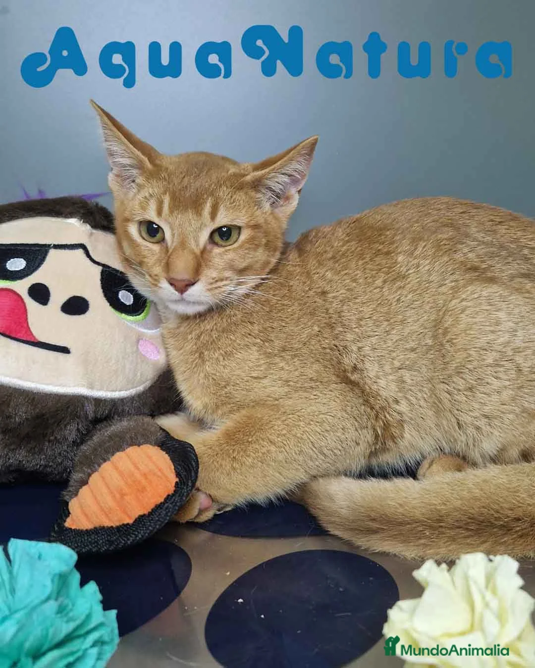 Abisinio gatos en venta: Abisinio Macho de Santa 1931 AQUANATURA - Anuncio 5