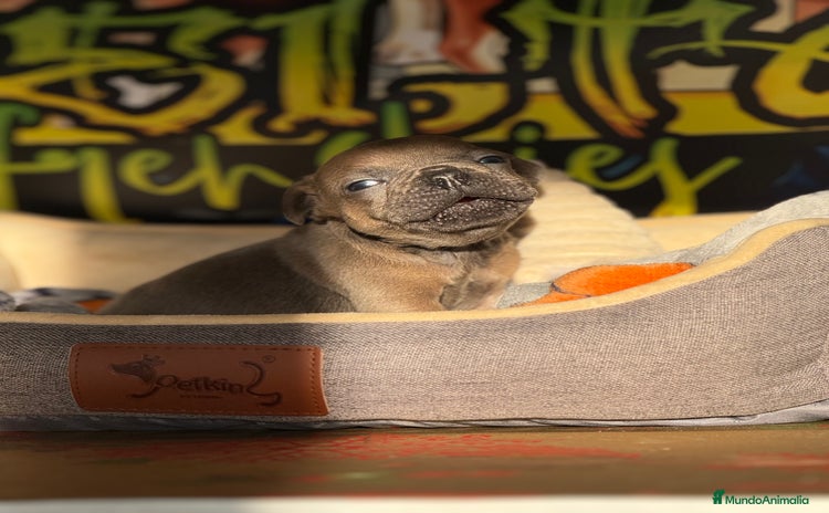 Bulldog Francés perros Blue Fawn  - Anuncio 1