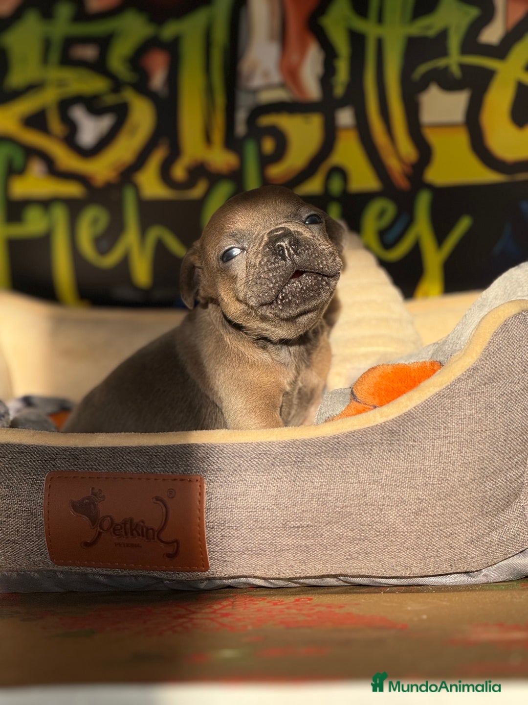 Bulldog Francés perros en venta: Blue Fawn  - Anuncio 1