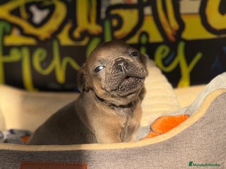 Bulldog Francés perros Blue Fawn - Anuncio 1