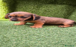 Teckel Miniatura perros en venta: camada teckel mini  - Imagen 14