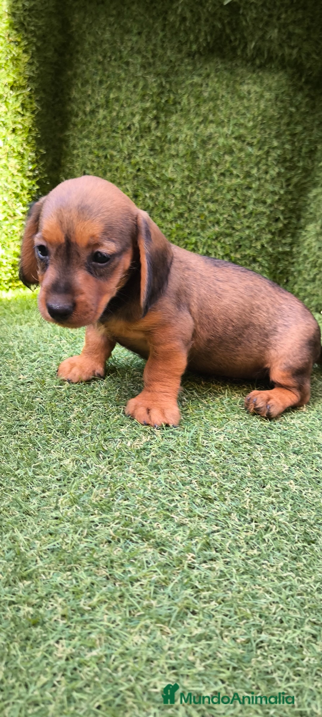 Teckel Miniatura perros en venta: camada teckel mini  - Imagen 14