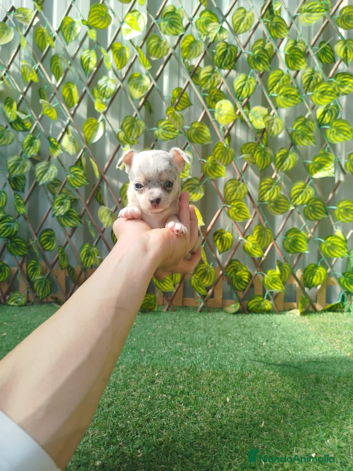 Chihuahua perros Chihuahua Toy  - Anuncio 2