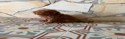 Caniche Toy perros en venta: Camada de caniches toy  - Anuncio 6