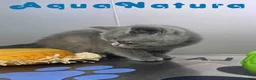 Británico de Pelo Corto Azul gatos en venta: British Hembra 6346 AQUANATURA - Anuncio 5