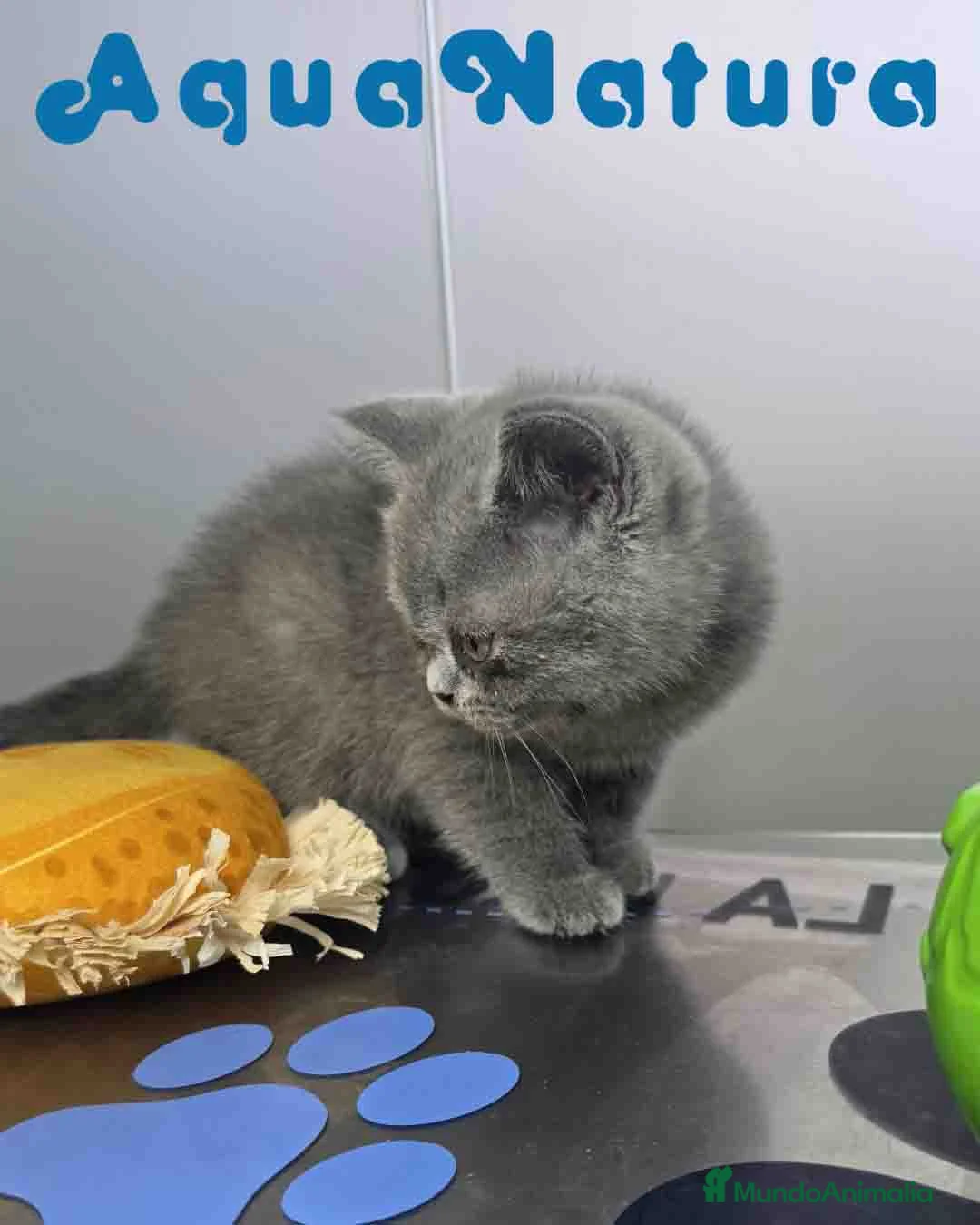 Británico de Pelo Corto Azul gatos en venta: British Hembra 6346 AQUANATURA - Anuncio 5