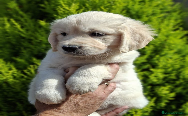 Golden Retriever perros - Anuncio 1