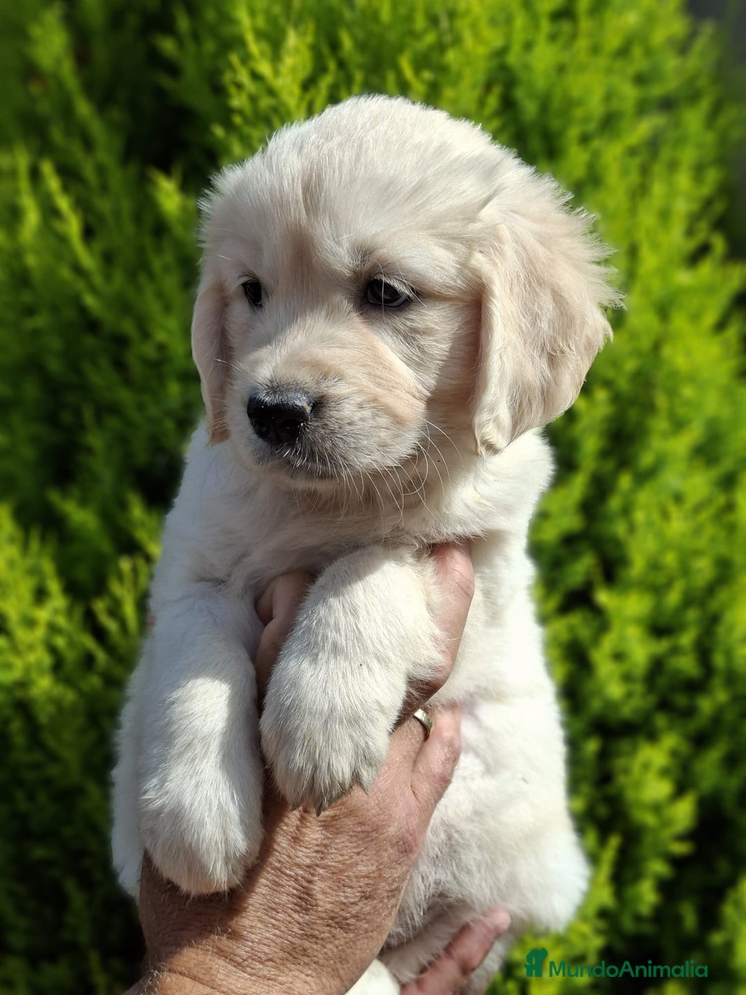 Golden Retriever perros en venta: GOLDEN RETRIEVER  - Imagen 1