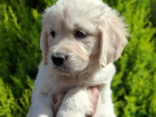 Golden Retriever perros - Anuncio 26