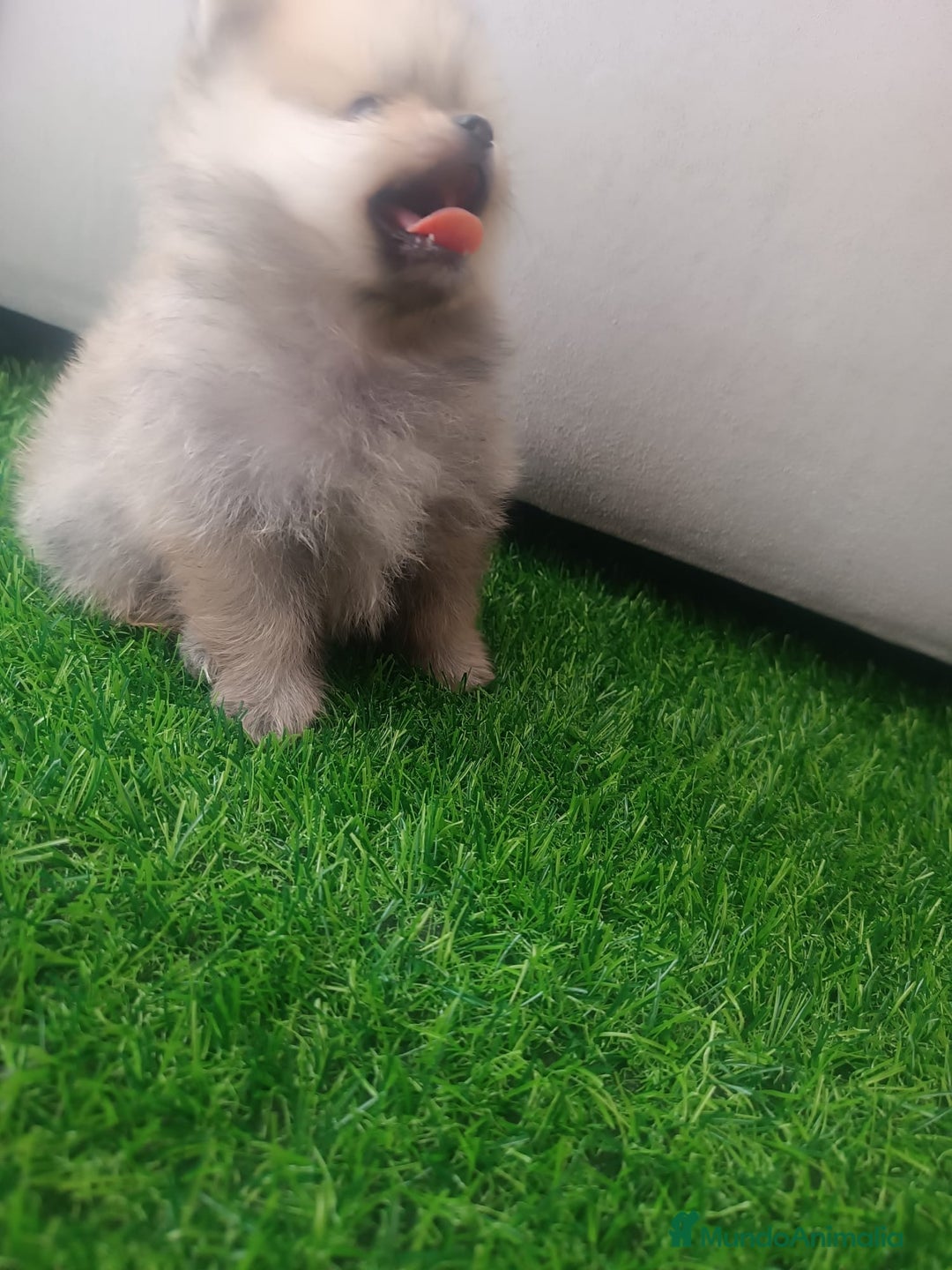 Pomerania perros en venta: Pomerania toy - Imagen 8