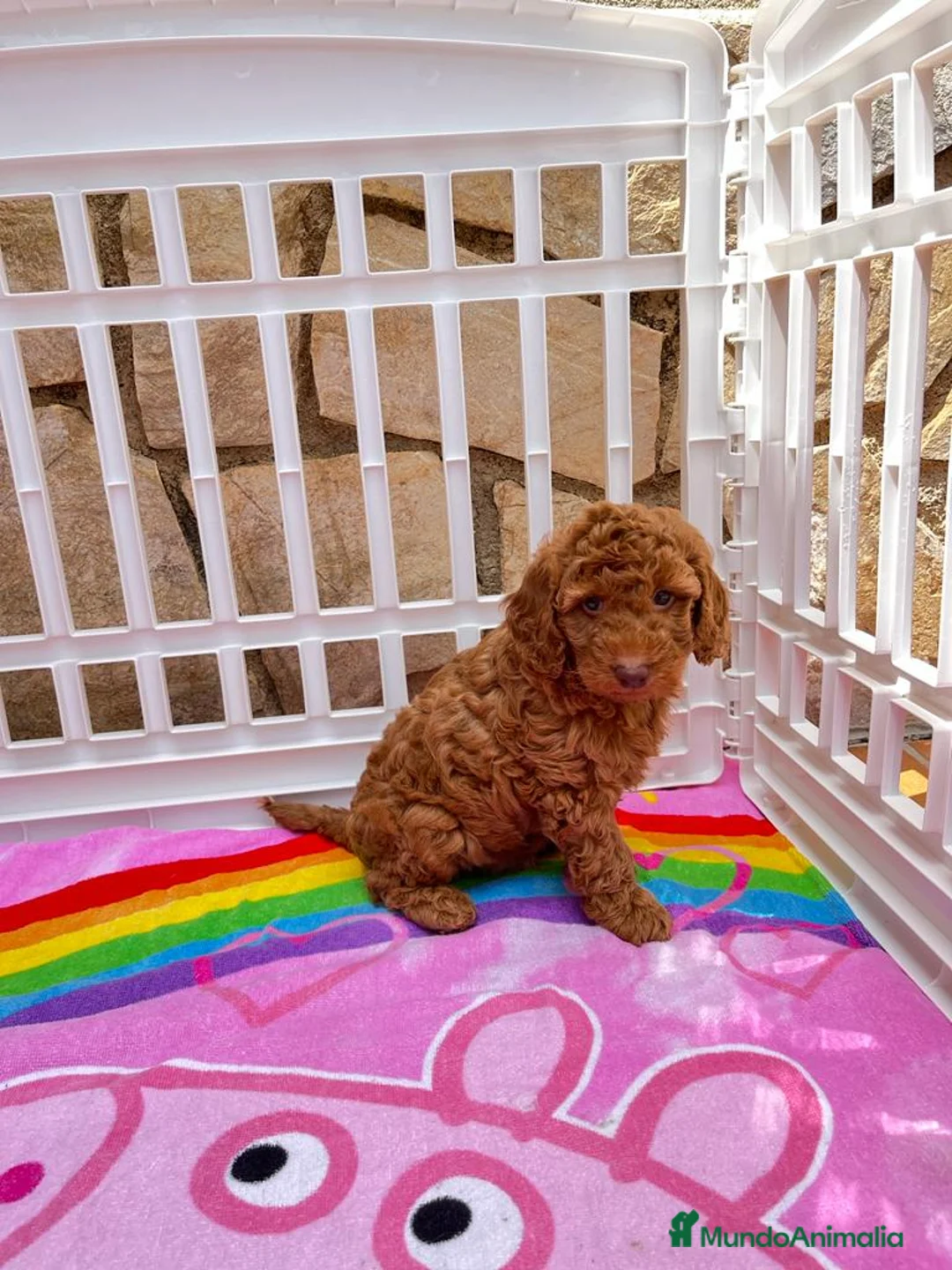 Caniche Toy perros en venta: Espectaculares Caniche en Barcelona - Anuncio 3