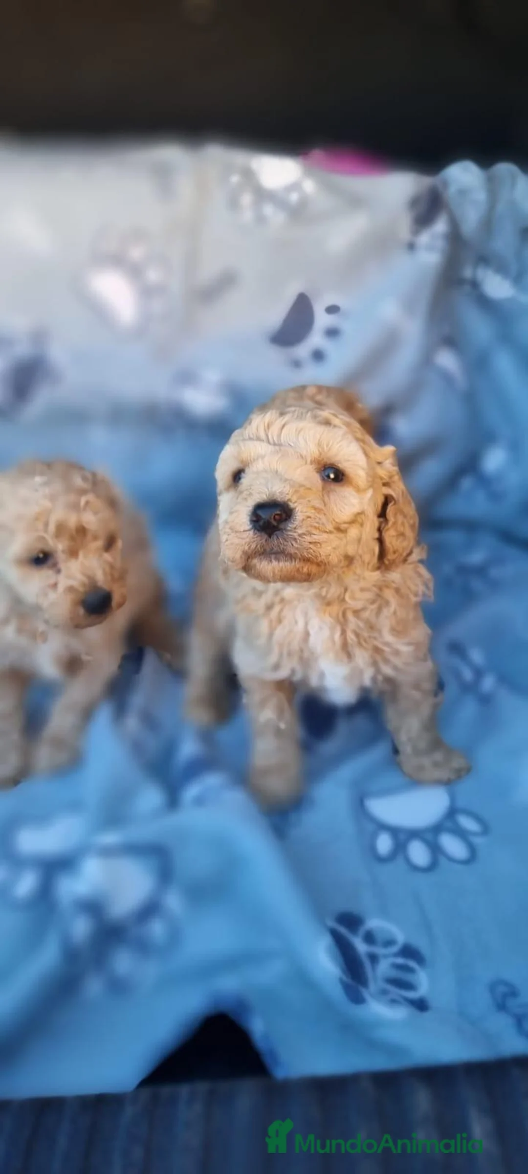 Maltipoo perros en venta: Maltipoos - Anuncio 2