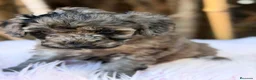 Caniche Mediano perros en venta: Hembra caniche mediano merle  - Anuncio 4