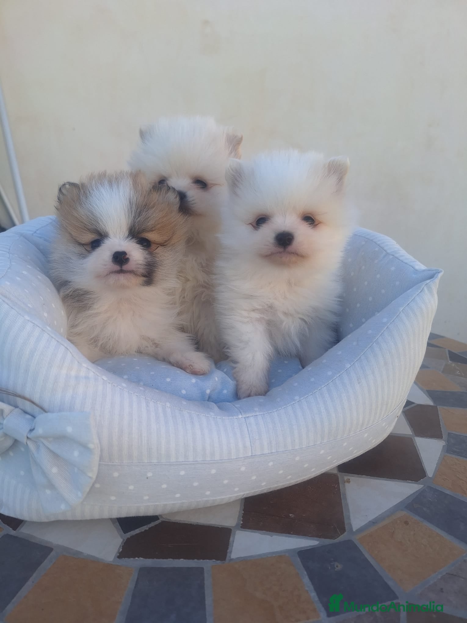 Pomerania perros Camada de Pomeranias  en Almería - Anuncio 31