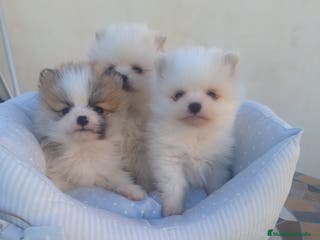 Pomerania perros Camada de Pomeranias en Almería - Anuncio 35