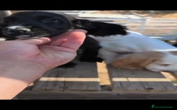 Cocker Spaniel Inglés perros en venta: Cocker spaniel ingles - Imagen 6