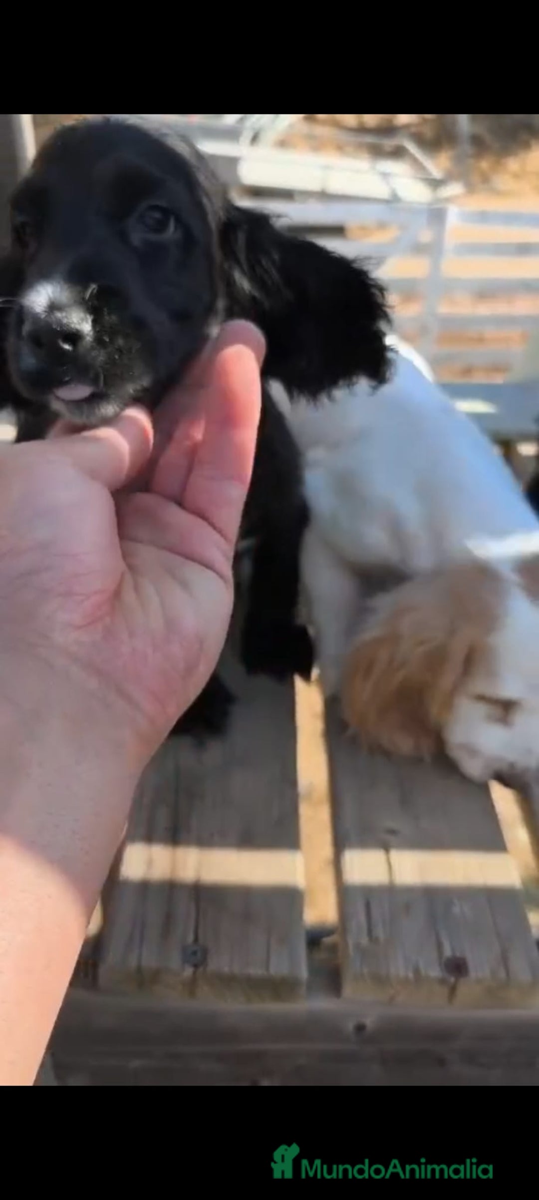 Cocker Spaniel Inglés perros en venta: Cocker spaniel ingles - Imagen 6