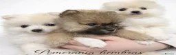Pomerania perros en venta: Pomerania hembra - Anuncio 1